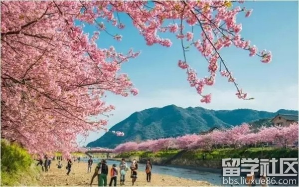2017年日本樱花开花时间预测